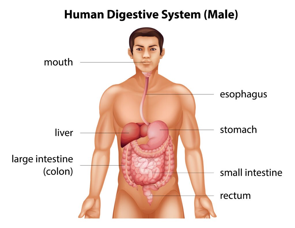 Digestive System